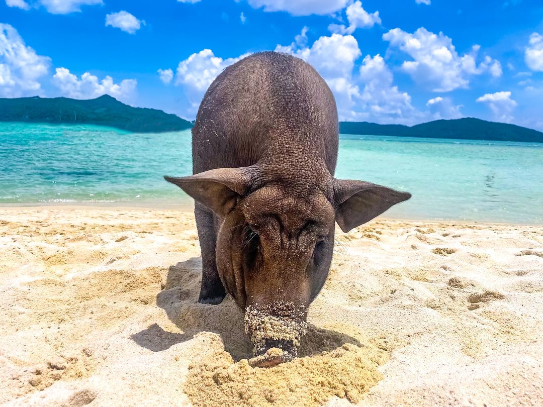 pig island excursion koh samui