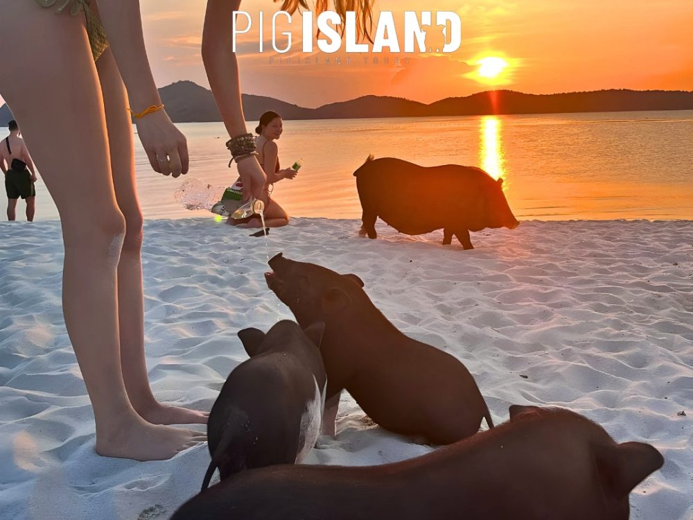 tour de l'ile aux cochons au coucher du soleil koh samui