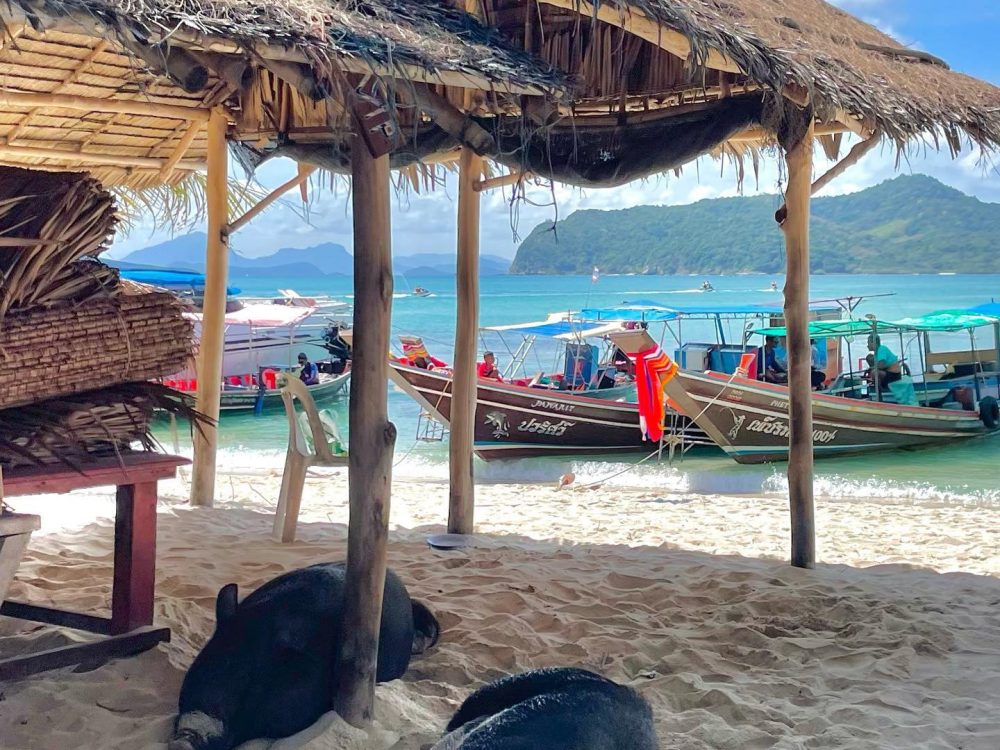 Cochons se relaxant sur la plage de Koh Madsum