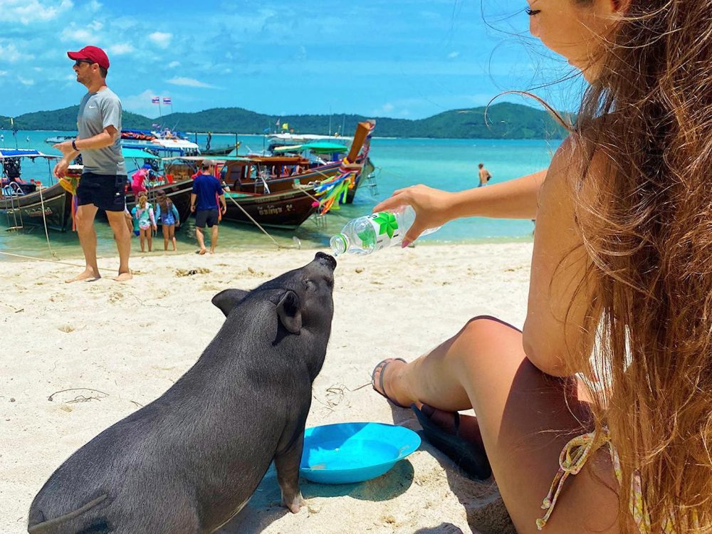 Pig island on the beach drinking koh samui