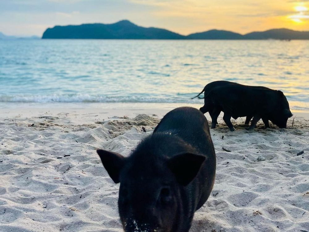 Coucher de soleil sur l'île aux cochons koh samui