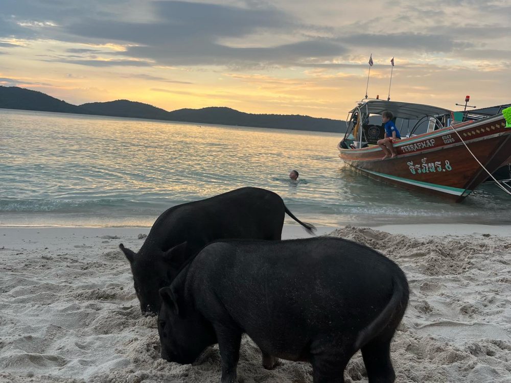 coucher de soleil sur l'île aux cochons