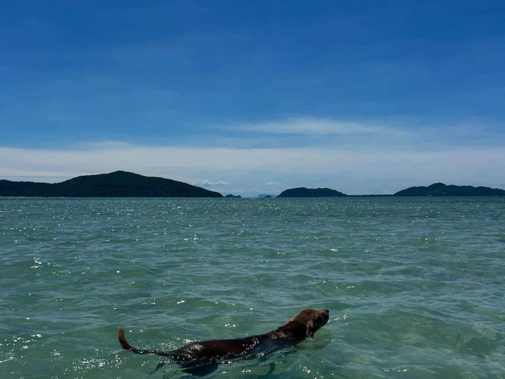 pigislandtourskohsamui (17)
